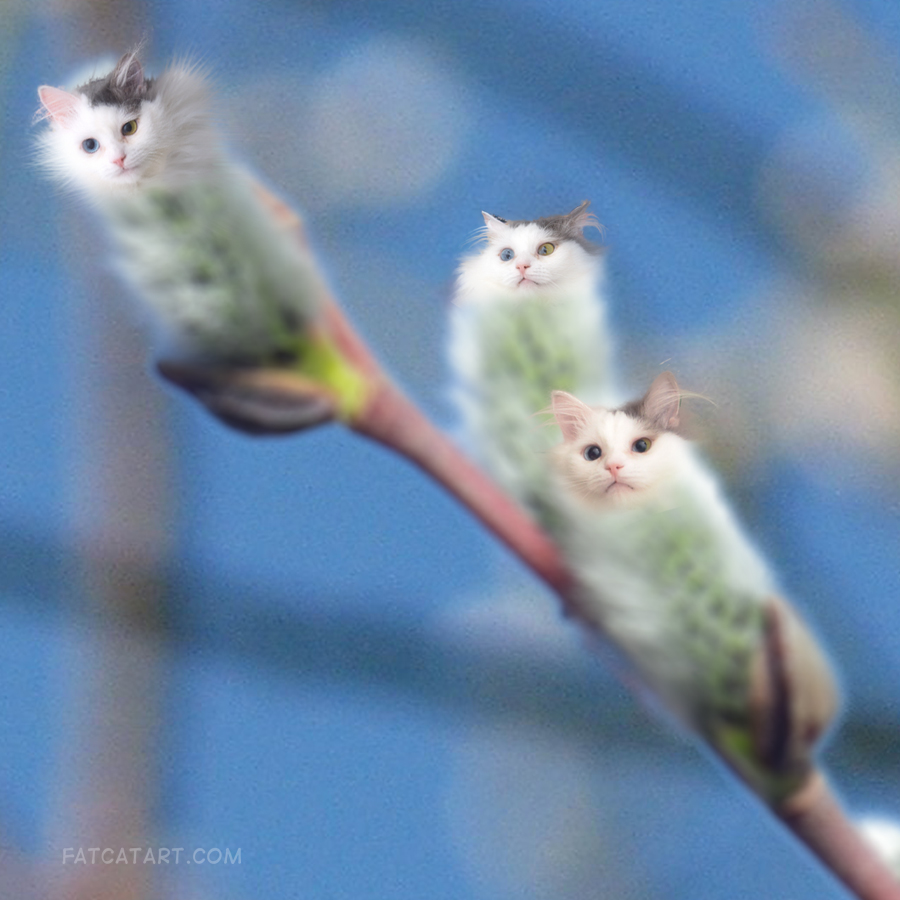 Pussy Willow Catkins. Close-up